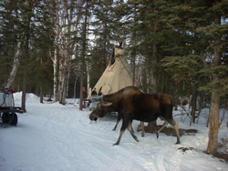 Fun at Van Weld North Shop in Alaska 8